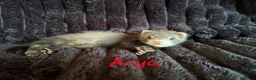 Ferret rodents for sale: ANGELICFERRETS IS BACK - Advert 5
