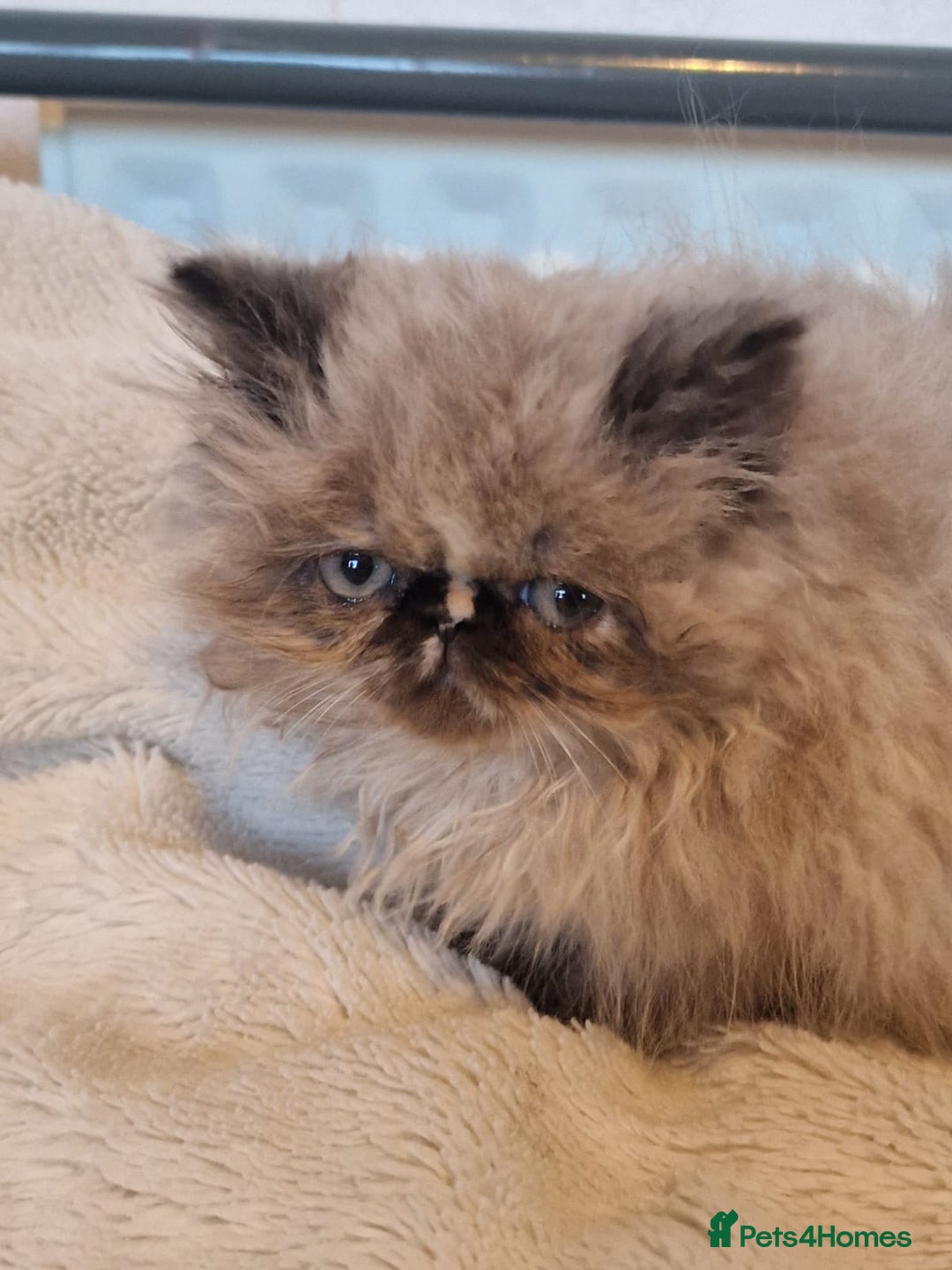 Persian cats for sale: Stunning Persian Kittens. - Advert 7