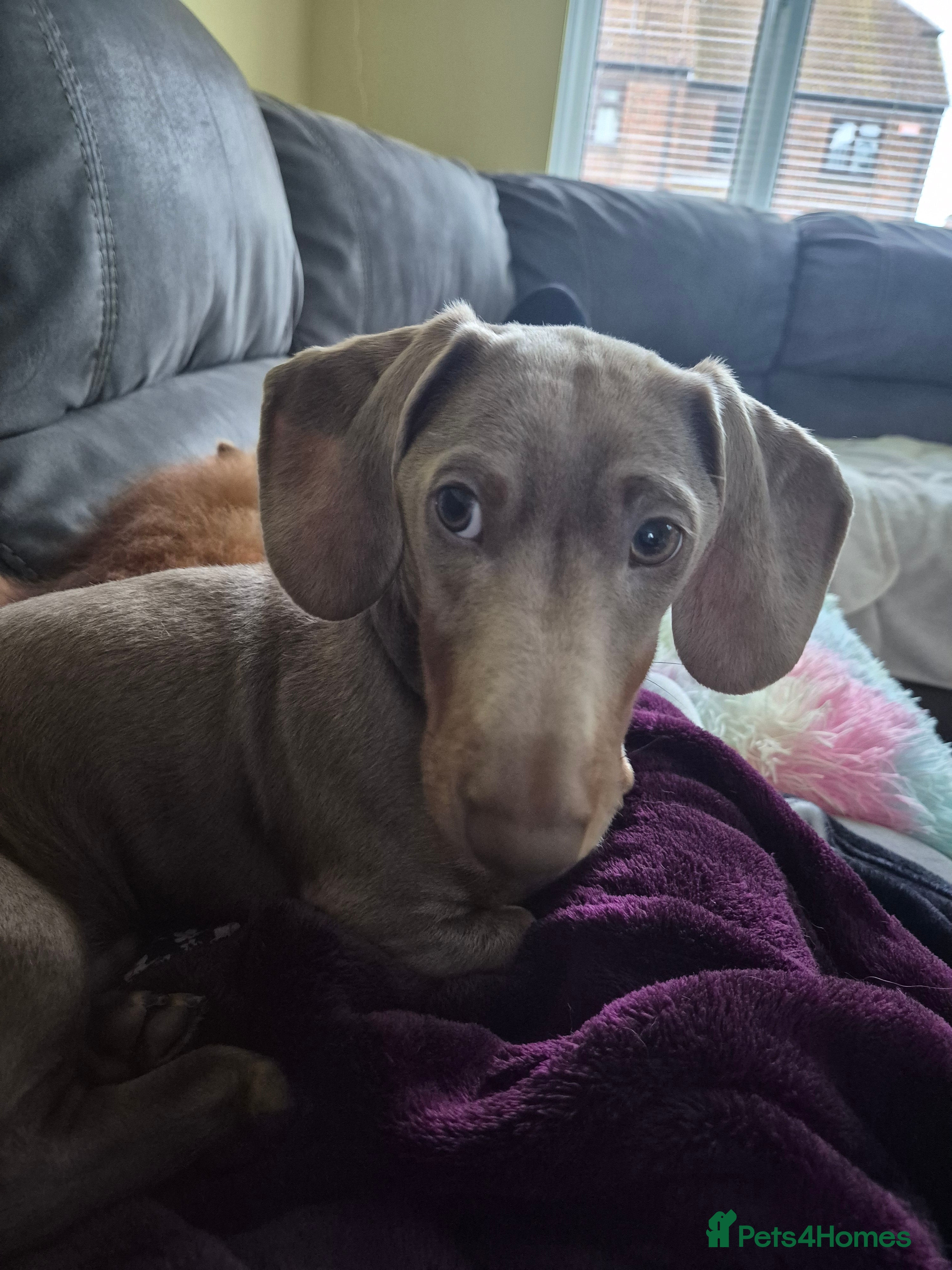 Dachshund dogs Male 7 month old miniature daschhund  - Advert 10