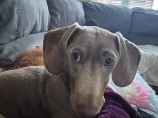 Dachshund dogs Male 7 month old miniature daschhund - Advert 10