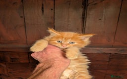 Maine Coon cats for sale: SHOW STANDARD MAINE COONS - Image 12