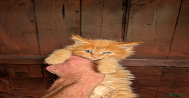 Maine Coon cats - Advert 6