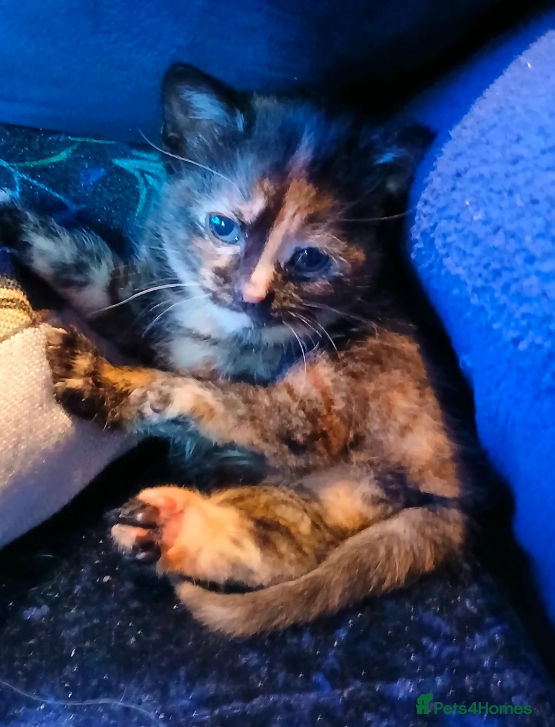 Mixed Breed cats for sale: 3 Female Kittens  - Advert 1