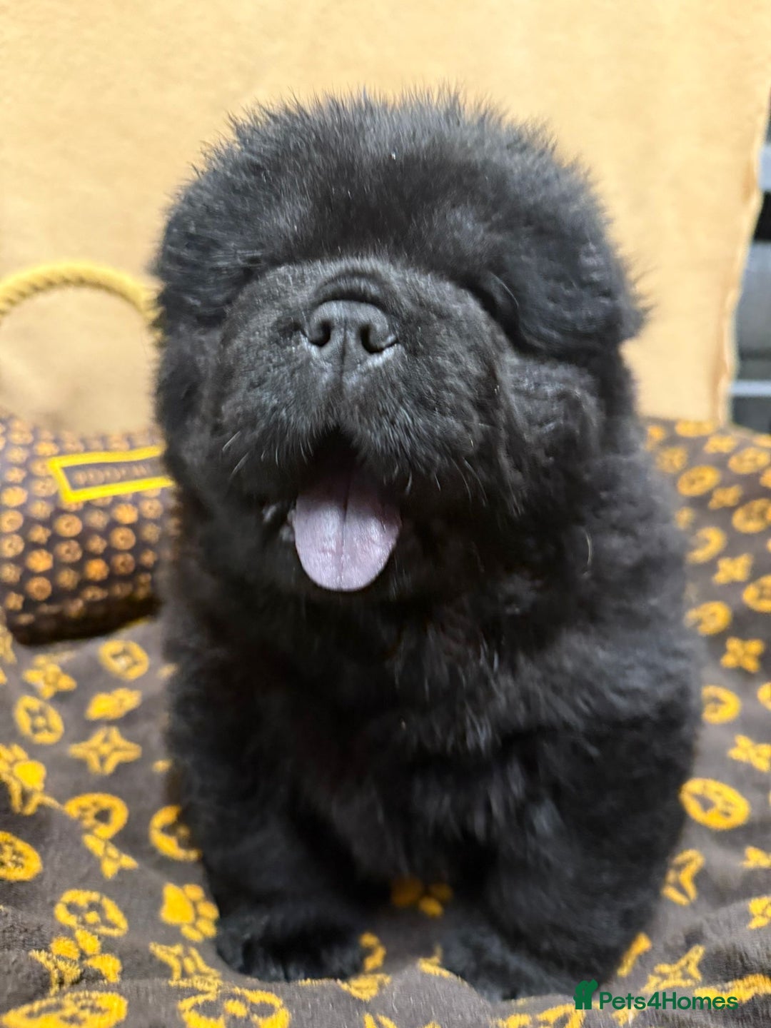 Chow Chow dogs for sale: 🏆 ** Just one Teddy Bear remaining  ** 🏆 - Advert 1