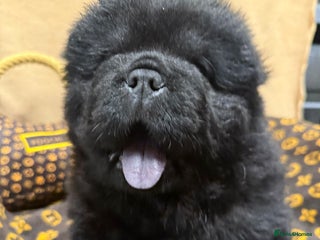 Chow Chow dogs 🏆One truly scrumptious teddy bear boy left🏆 - Advert 16