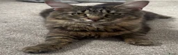 Mixed Breed cats for sale: Cats for rehoming - Advert 2