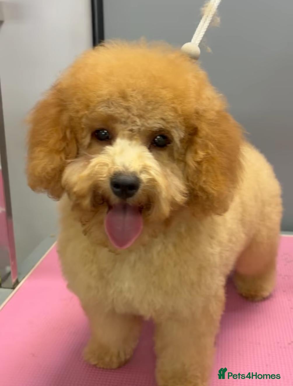 Cavapoo dogs Premium F1B Cavapoos (Puppy Culture/ENS) - Advert 1