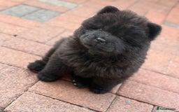 Chow Chow dogs for sale: CHOW CHOW READY NOW  - Image 2