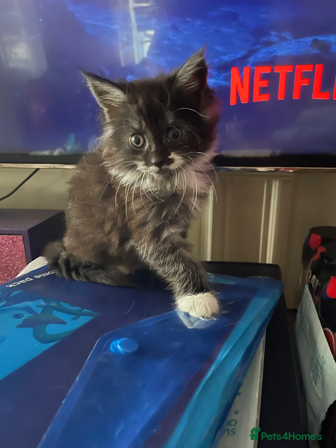 Maine Coon cats for sale: Little mine coon cross - Advert 2