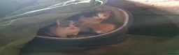European cats for sale: Two farm cats ready to go - Advert 3