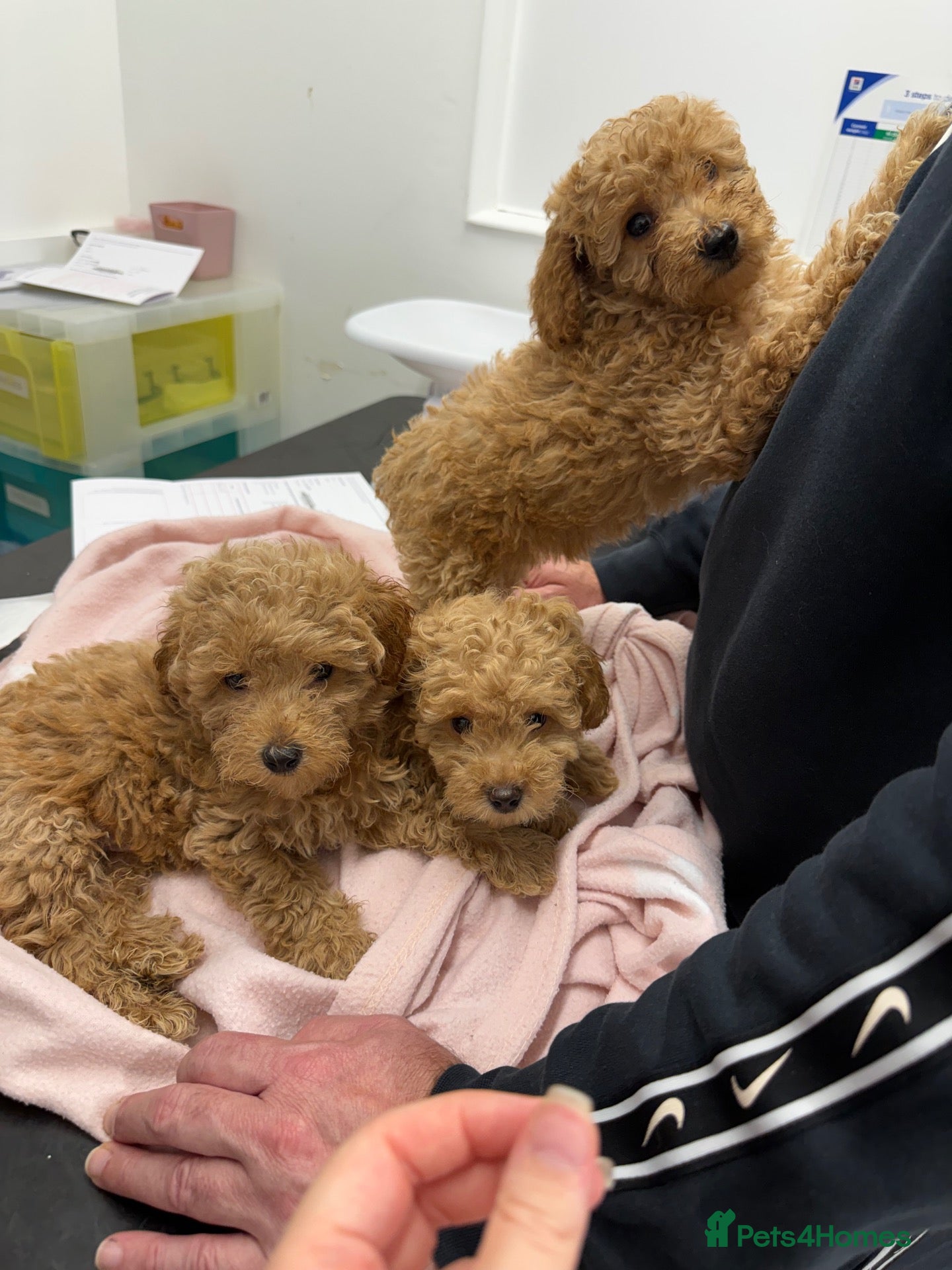 Toy Poodle dogs  Only 1 Male& 1 Female Toy Poodle Puppy Left! 🐶❤️ - Advert 2