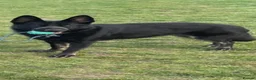 Shepsky dogs for sale: German shepherd husky x German shepherd  in Gravesend - Advert 24