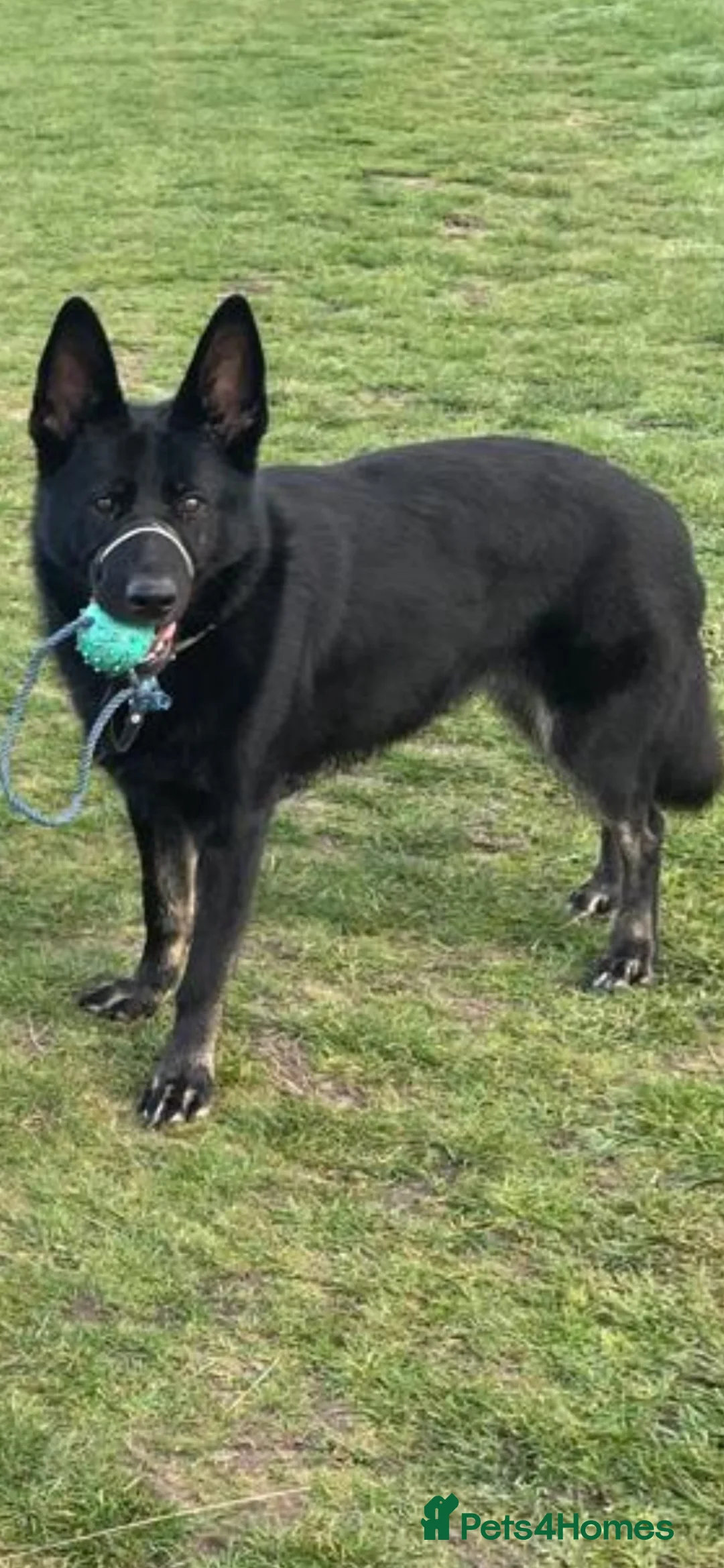 Shepsky dogs for sale: German shepherd husky x German shepherd  in Gravesend - Advert 24