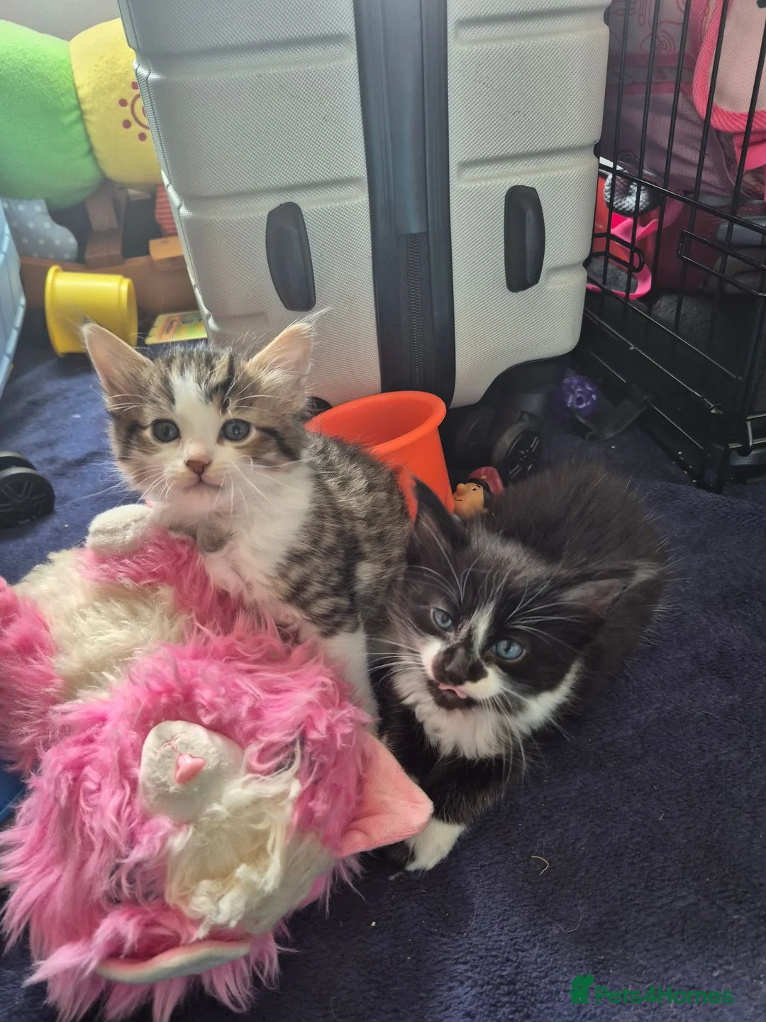 Mixed Breed cats for sale: 4 gorgeous kittens  - Advert 10