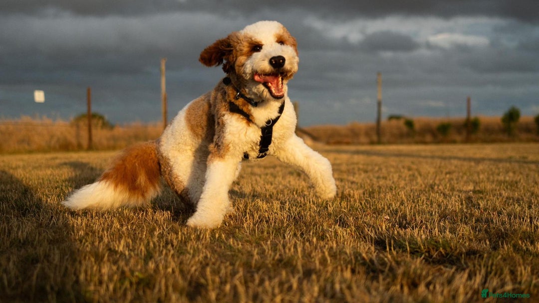 Mixed Breed dogs for sale: Gentle Giant Bernedoodles - Image 7