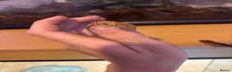 Gecko reptiles for sale: baby crested geckos  in Thetford - Advert 2
