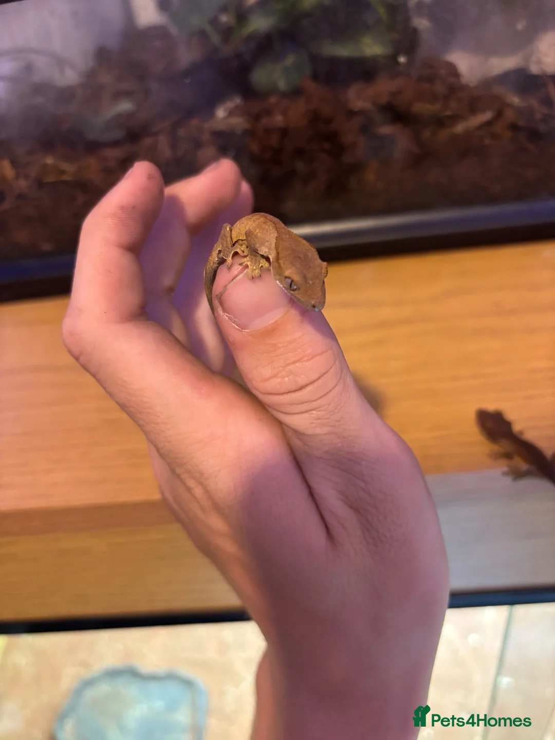 Gecko reptiles for sale: baby crested geckos  in Thetford - Advert 2
