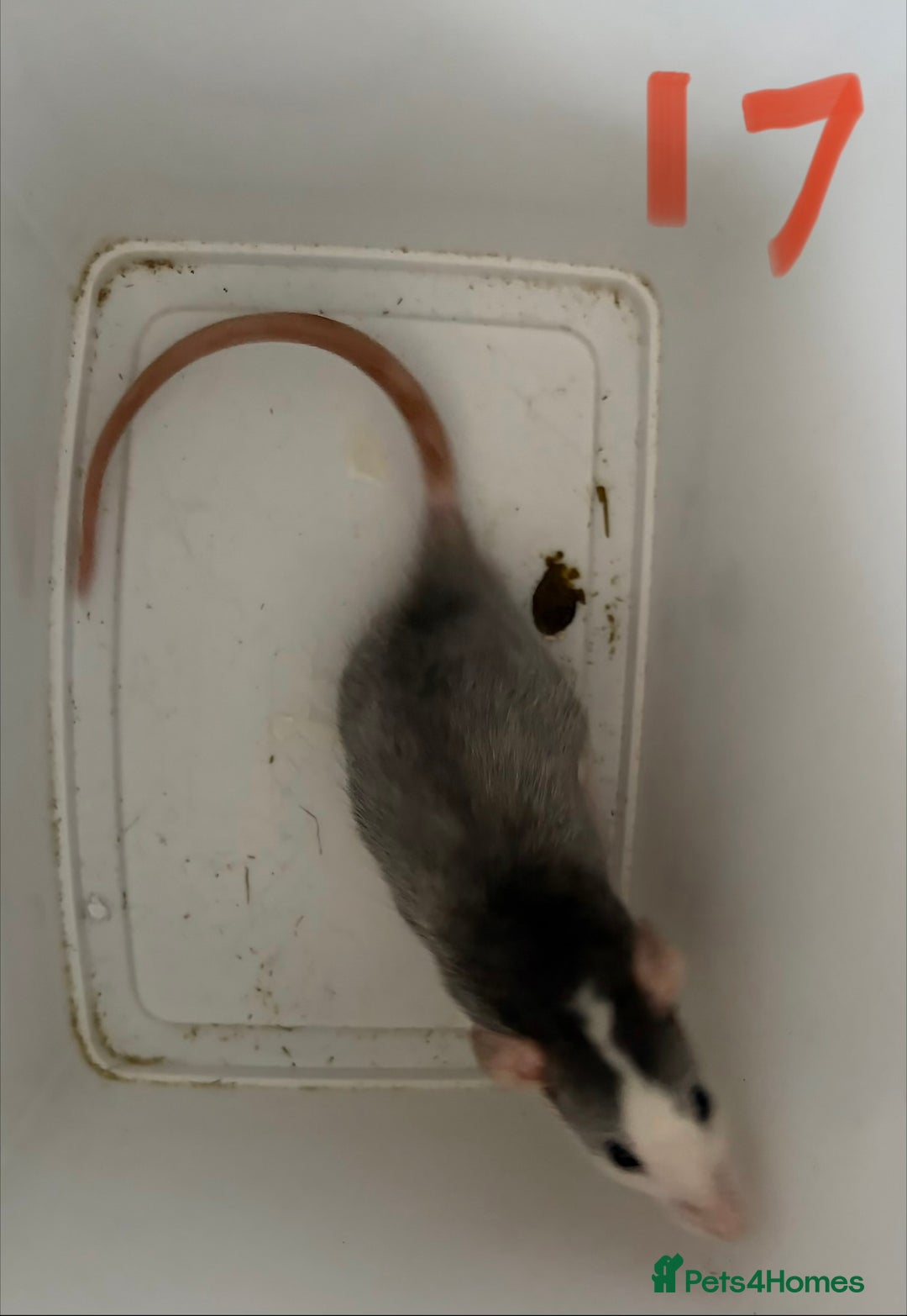 Rat rodents for sale: Mixed baby rats  - Image 17