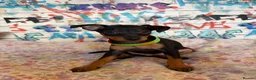 Miniature Pinscher dogs for sale: Miniature Pinscher Puppies for sale  - Advert 11