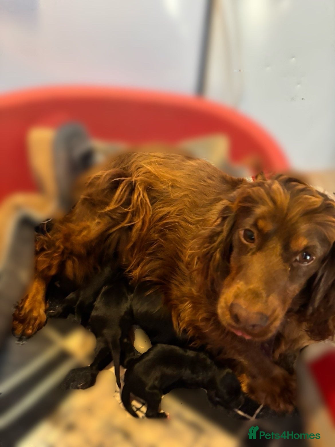 Cockapoo dogs Spinger poo  - Advert 2