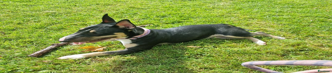 English Bull Terrier Miniature
