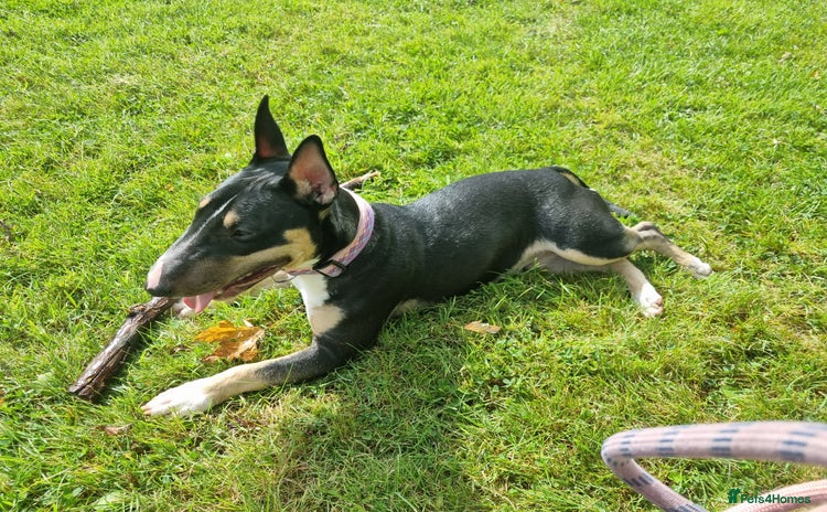 English Bull Terrier dogs - Advert 1