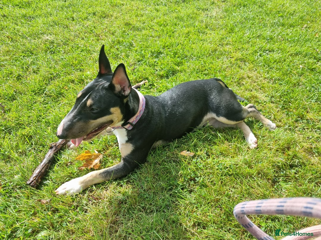 English Bull Terrier dogs for sale: English bulterrier female - Image 2