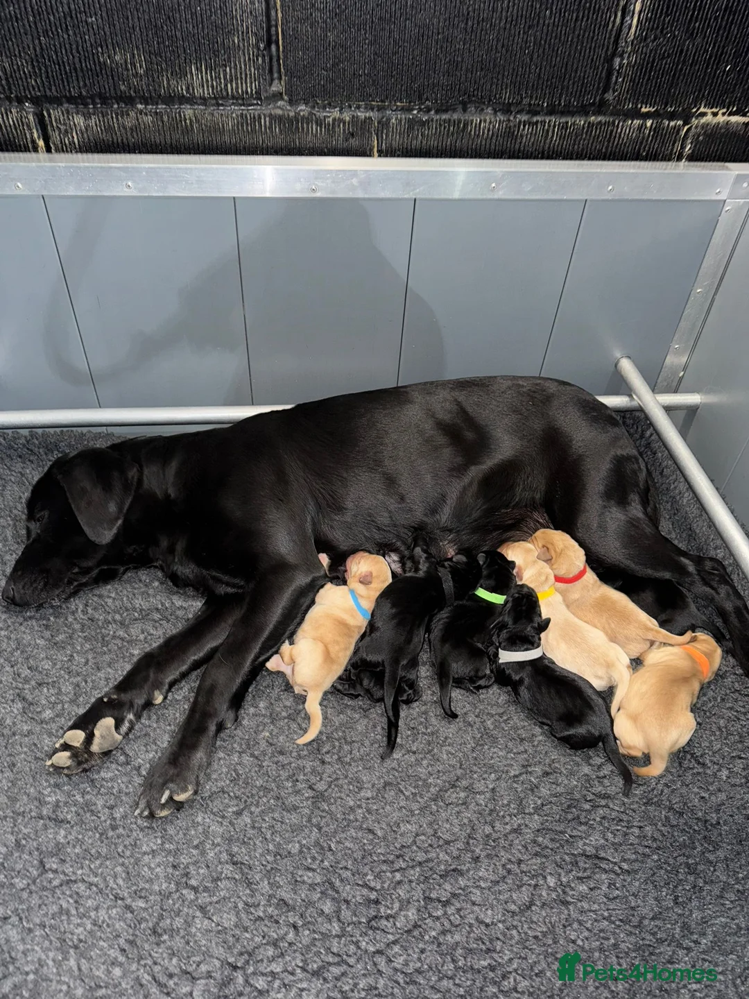 Labrador Retriever dogs for sale: Beautiful Labrador Puppies in Witham - Advert 4