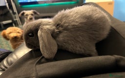 Mini Lop rabbits for sale: Mini lop rabbit babies - Advert 3