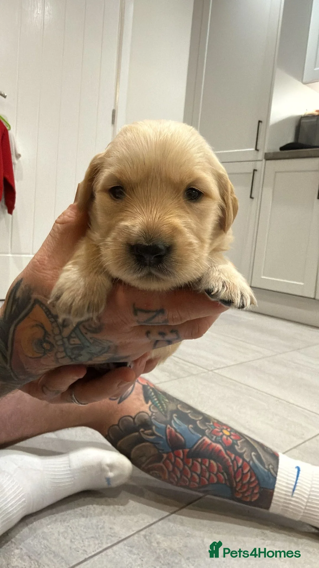 Goldador dogs for sale: Exceptional Goldadoor puppies! - Advert 12