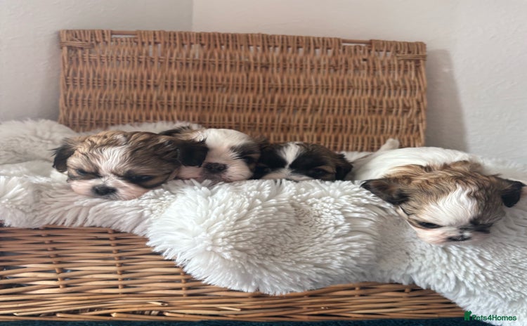 Shih Tzu dogs - Advert 2