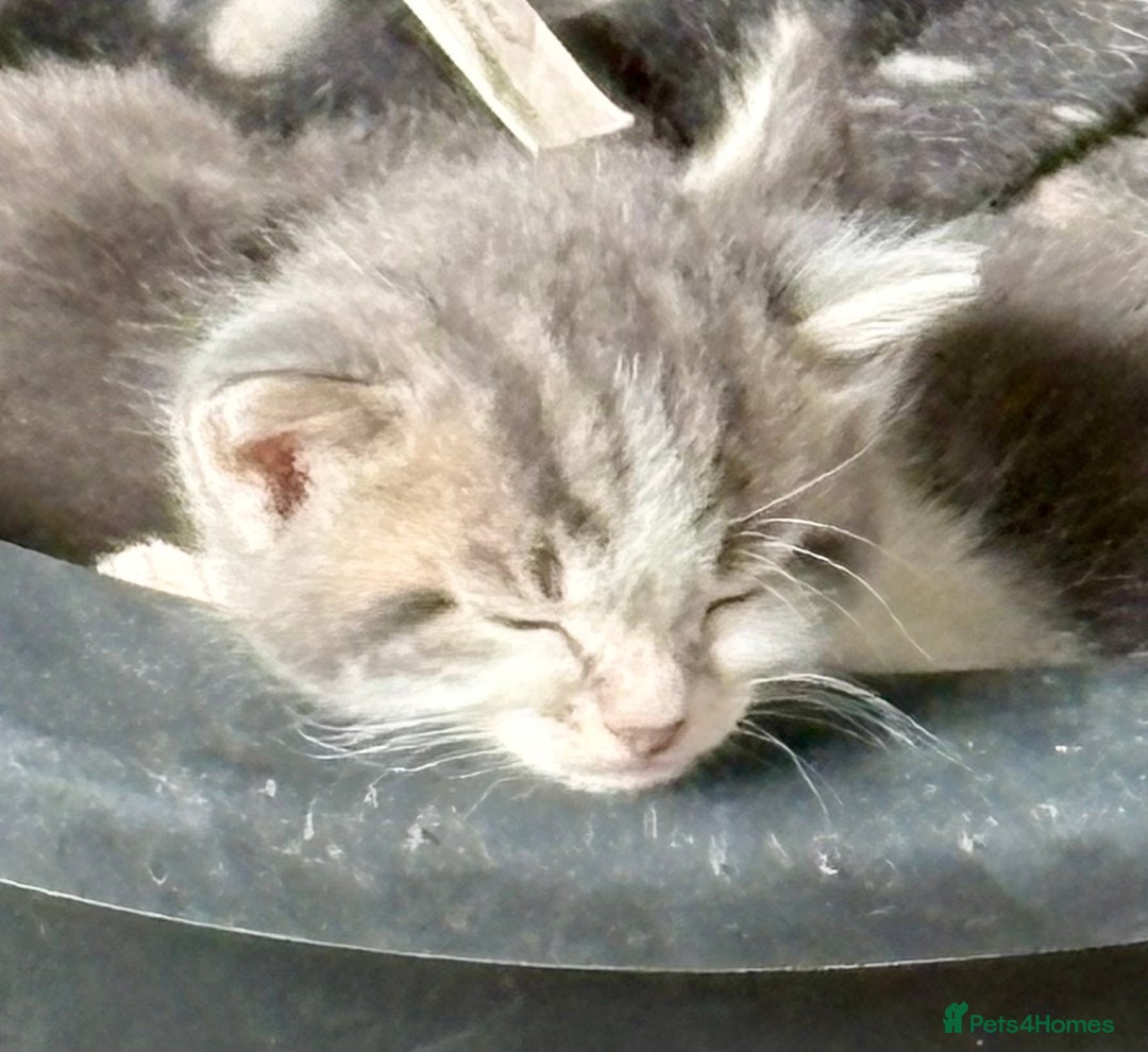 Mixed Breed cats for sale: Grey male kittens ready now  - Image 9