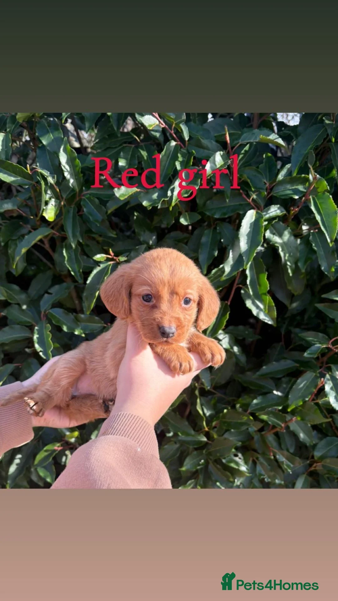 Cockerdor dogs for sale: Labrador x cocker spaniel pups - Advert 6