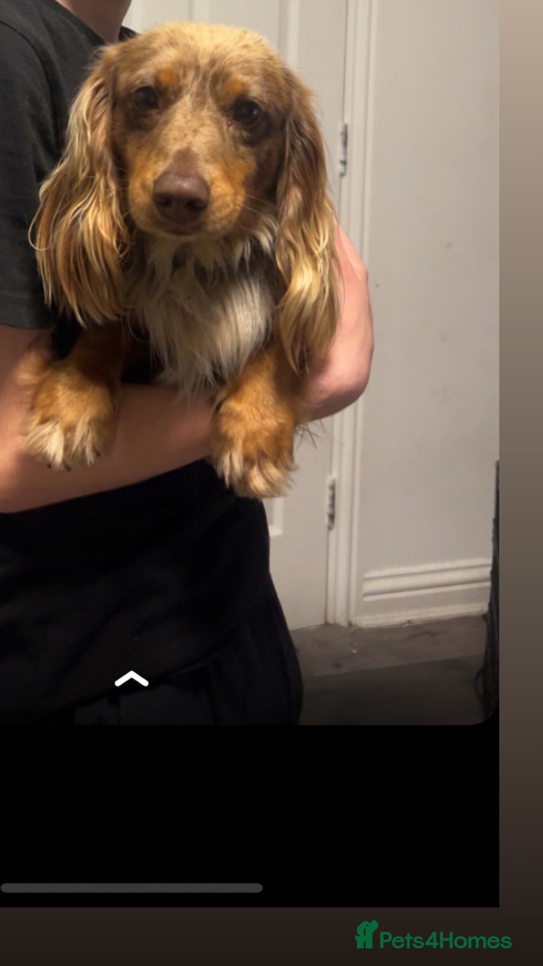 Dachshund dogs for sale: Miniature dachshund puppies for sale  - Advert 4