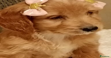 Cockapoo dogs F1 Cockapoo pups for sale - Advert 1