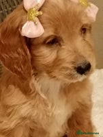 Cockapoo dogs F1 Cockapoo pups for sale - Advert 4