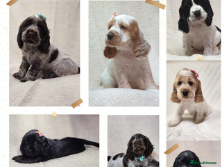 Cocker Spaniel dogs Show type unique markings cocker spaniel puppies - Advert 15