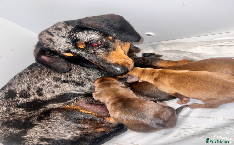 Miniature Dachshund dogs - Advert 14