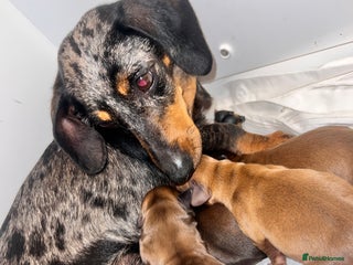 Miniature Dachshund dogs - Advert 30