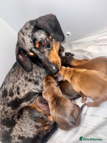 Miniature Dachshund dogs - Advert 8