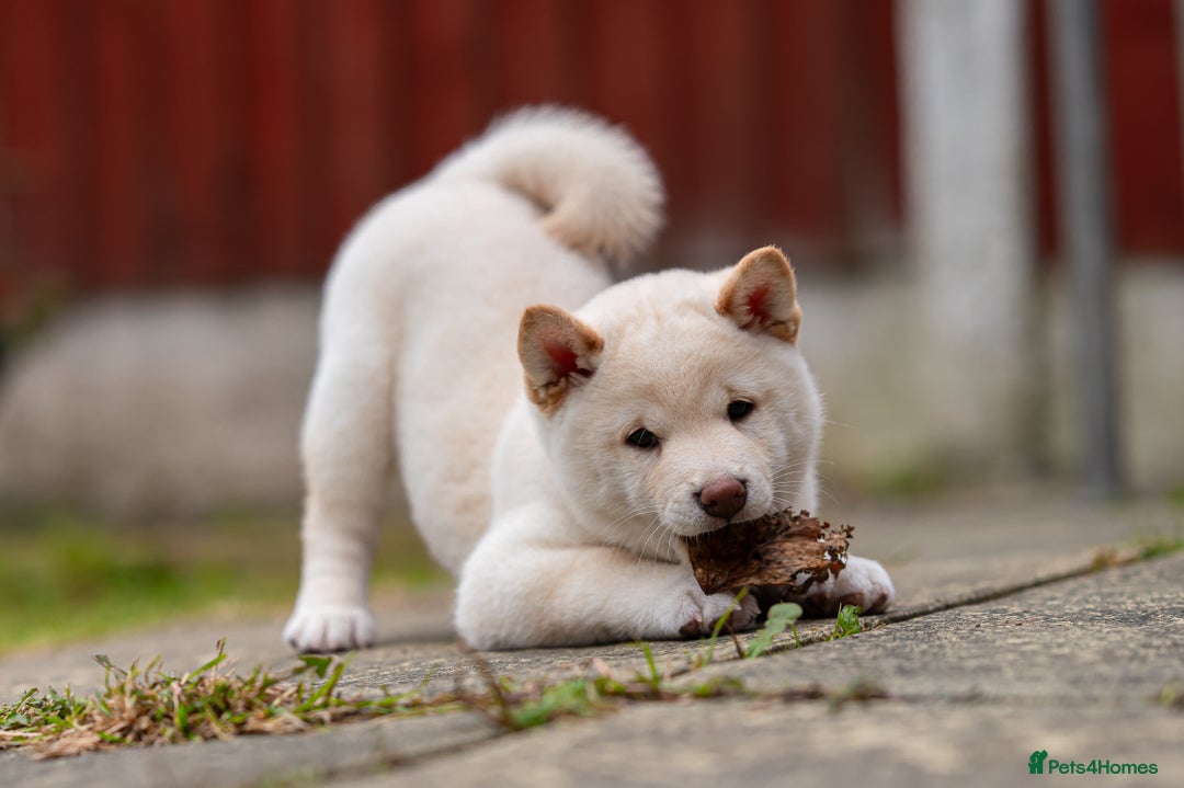 Japanese Shiba Inu dogs for sale: Beautiful Cream Shiba Inu boy for sale  - Image 20