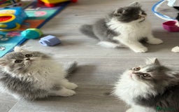 Persian cats for sale: Kitten  - Image 6