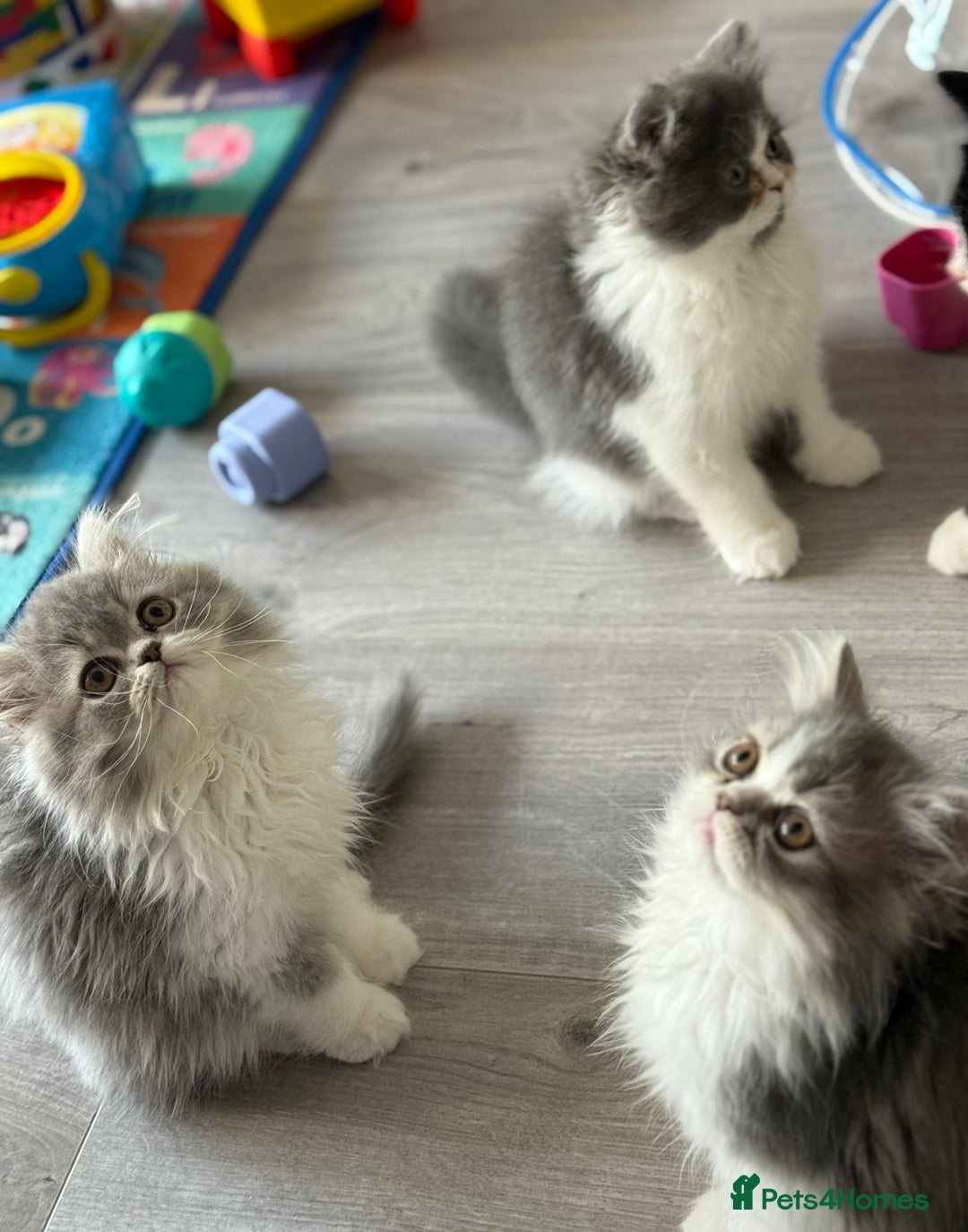 Persian cats for sale: Kitten  - Image 6