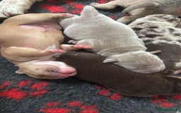 Mixed Breed dogs for sale: Bullpei puppies  - Image 8