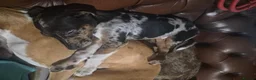 Lurcher dogs for sale: Last gorgeous Lurcher Boy Pup in Egham - Advert 8