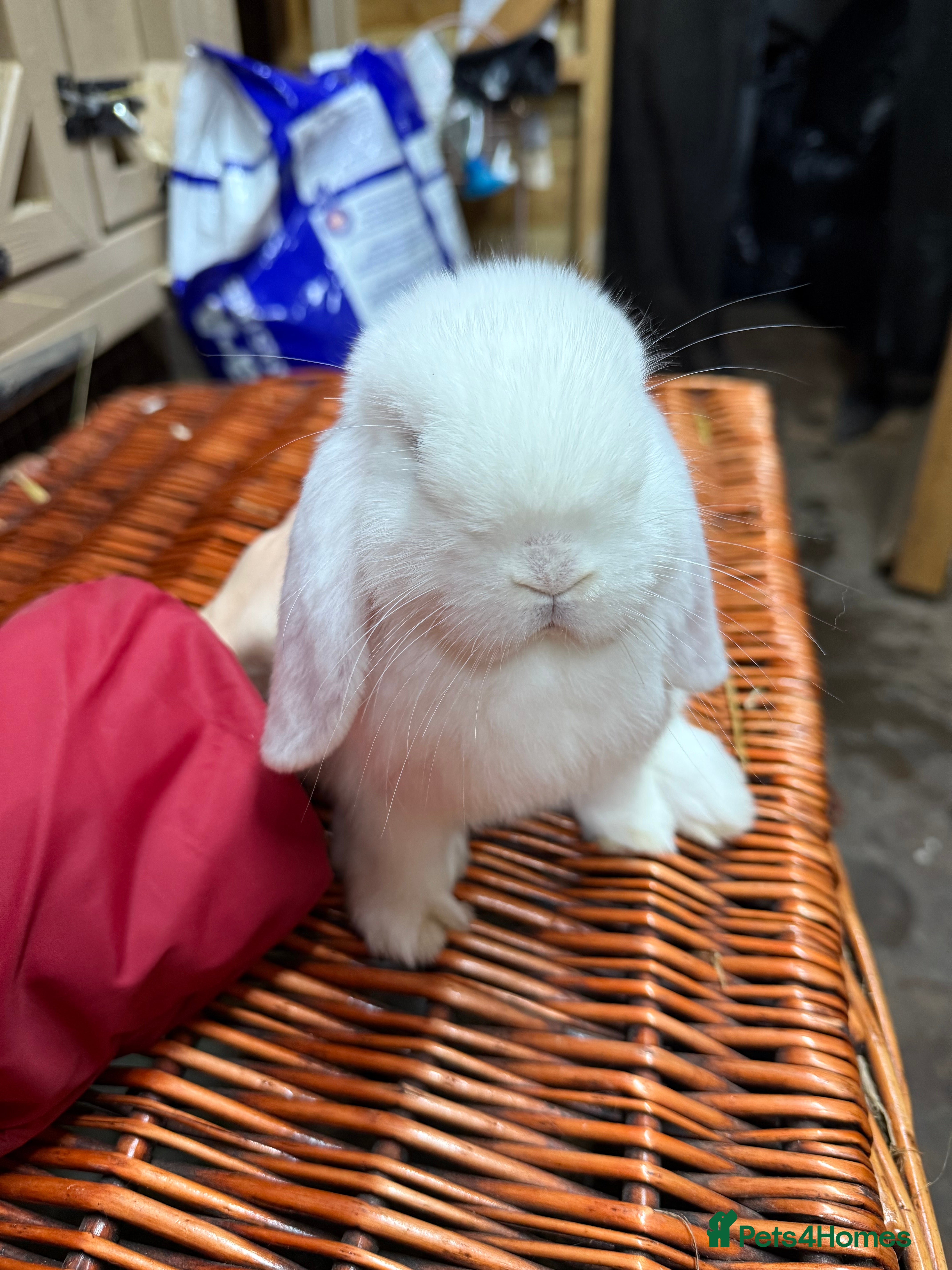 Mini Lop rabbits Two mini lop boys - Advert 3