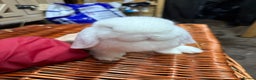 Mini Lop rabbits for sale: Two mini lop boys - Advert 1