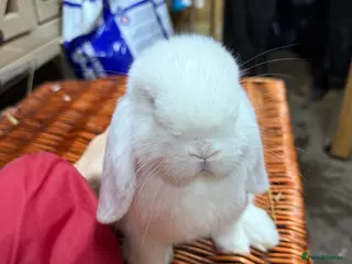 Mini Lop rabbits Two mini lop boys - Advert 18