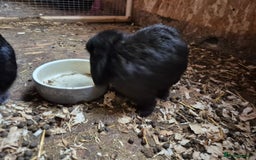 Mini Lop rabbits for sale: Mini Lop Rabbits - Image 4