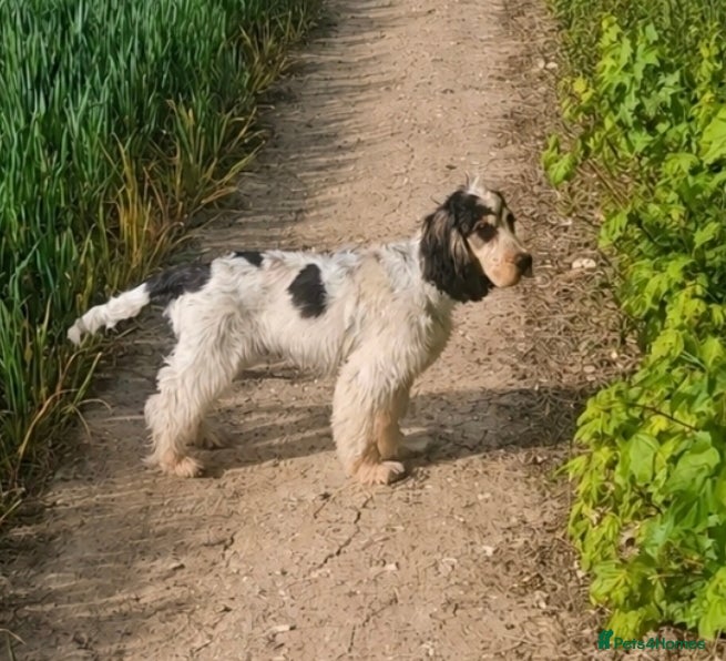 Cocker Spaniel dogs for sale: Beautiful male show cocker  - Advert 2